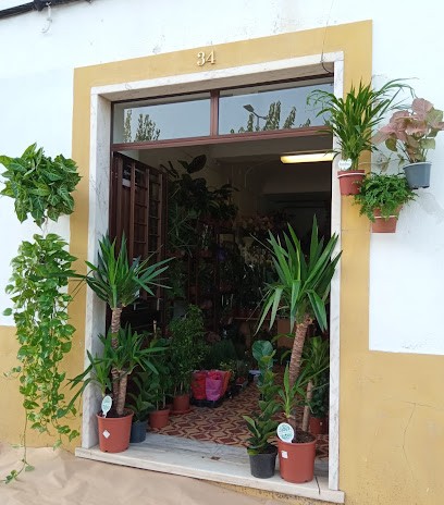 Flor Do Campo, Florista em Vila Viçosa