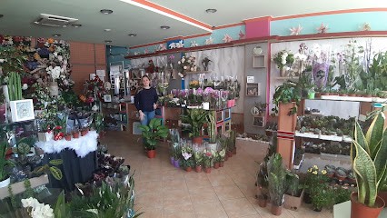 Decoflor, Fundão, Florista em Fundão