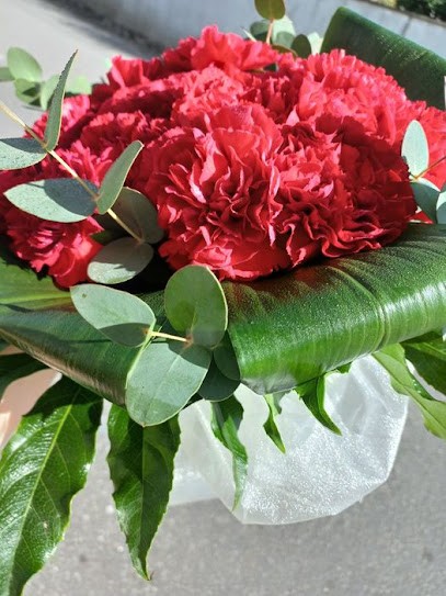 Boutique das Plantas, Florista em Aveiro