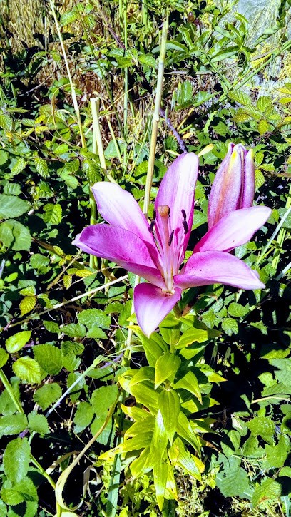 A Vera, Florista em Tábua